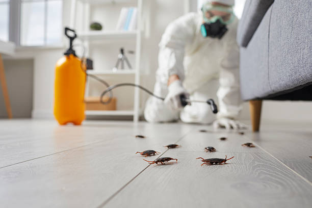 Post-Treatment Bed Bug Interceptor Monitoring in Marseilles